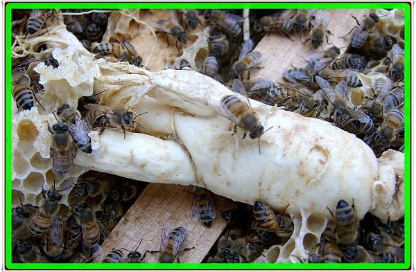 꿀벌효소숙성인삼